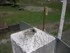 Pardosa wyuta thumbnail 2