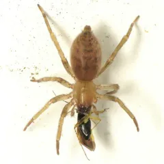White sac spider thumbnail 2