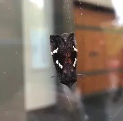 Culver's Root Borer Moth thumbnail 4