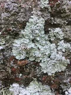 Elf-ear Dust thumbnail 3