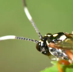 Cratichneumon w-album thumbnail 4