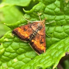 California Pyrausta Moth thumbnail 3