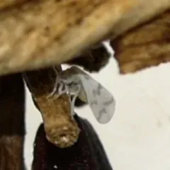 Mulberry Whitefly thumbnail 2