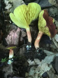 Gilled Bolete thumbnail 2