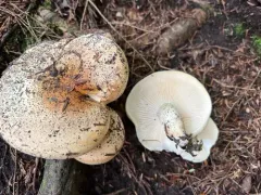 Hygrophorus tennesseensis thumbnail 2