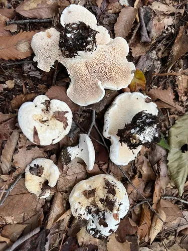 Hydnum albomagnum