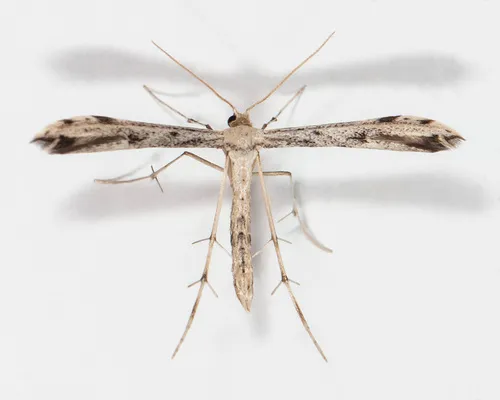 Ragweed Plume Moth