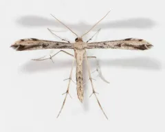 Ragweed Plume Moth thumbnail 1
