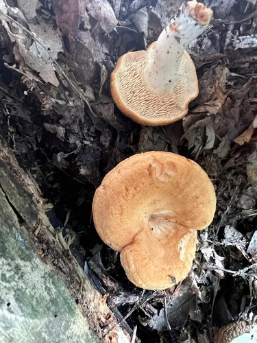 Hydnum cuspidatum