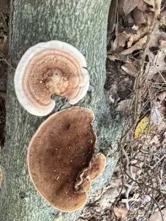 Metuloidea reniformis thumbnail 3