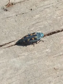 Buprestis laeviventris thumbnail 3