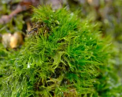 Roell's Brotherella Moss thumbnail 4