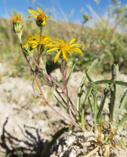 Pyrrocoma halophila