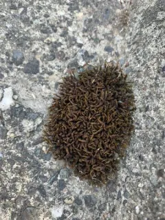 Schistidium splendens thumbnail 2