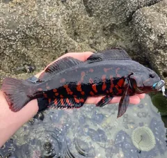 Rock Greenling thumbnail 1