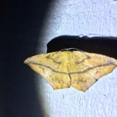 Large Maple Spanworm Moth thumbnail 4