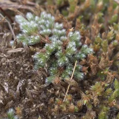 rock spikemoss thumbnail 2