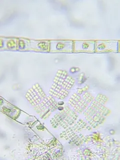 Merismopedia elegans thumbnail 2
