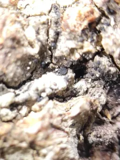 Sarea difformis thumbnail 3