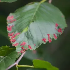 Acalitus longisetosus thumbnail 2