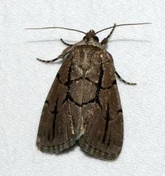 Sympistis dinalda thumbnail 3