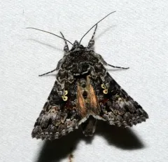 Dusky Silver Υ Moth thumbnail 2