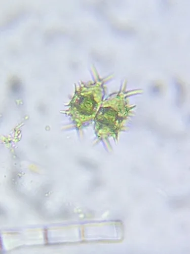 Staurastrum geminatum
