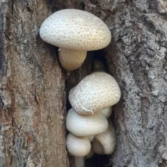 Veiled Oyster thumbnail 3
