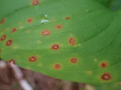 Zasmidium subsanguineum thumbnail 3