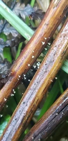 Hymenoscyphus caudatus thumbnail 2