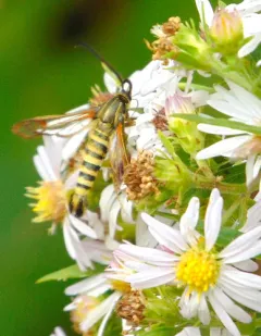 Carmenta giliae thumbnail 3