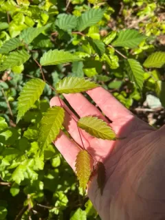 Japanese zelkova thumbnail 3