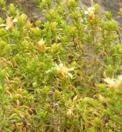 Columbian Goldenbush thumbnail 3