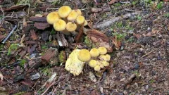 northern honey fungus thumbnail 3
