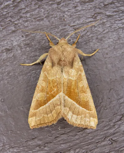 Hydraecia obliqua