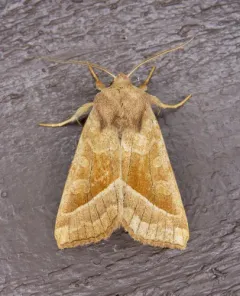 Hydraecia obliqua thumbnail 1