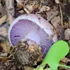 Silvery-violet Cort thumbnail 2