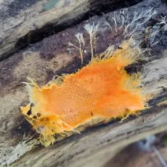 spreading yellow tooth thumbnail 3