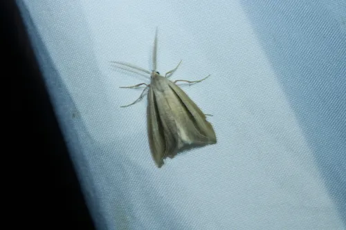 Dull Doryodes Moth