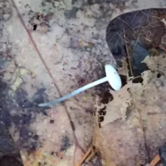 Black-stalked Marasmius thumbnail 4