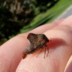 Telamona monticola thumbnail 2