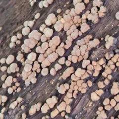 ceramic parchment thumbnail 5