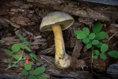 Suillus discolor thumbnail 2