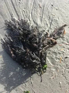 flat sea brush thumbnail 2