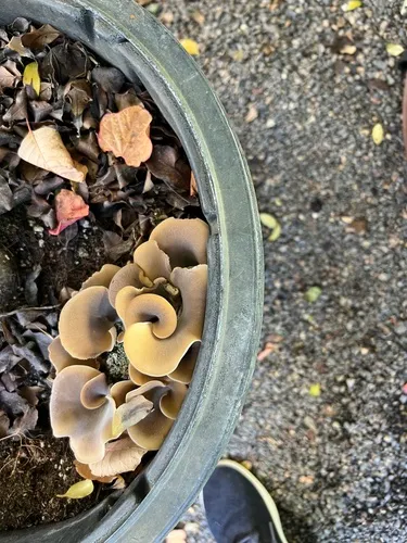 Woodchip Oyster