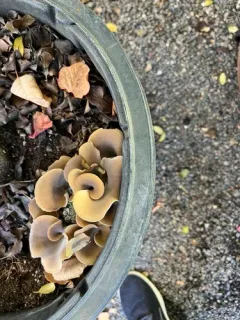 Woodchip Oyster thumbnail 1