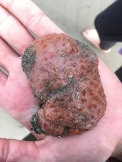Sea Pork thumbnail 2
