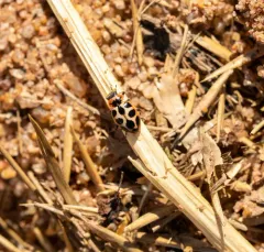Seaside Lady Beetle thumbnail 2