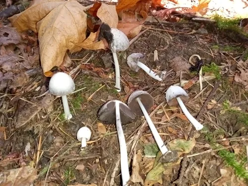 Coprinopsis spilospora