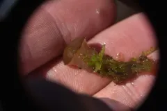 bog jellydisc thumbnail 3